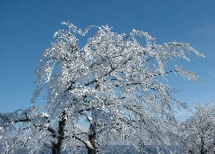Zieleniec 2003
